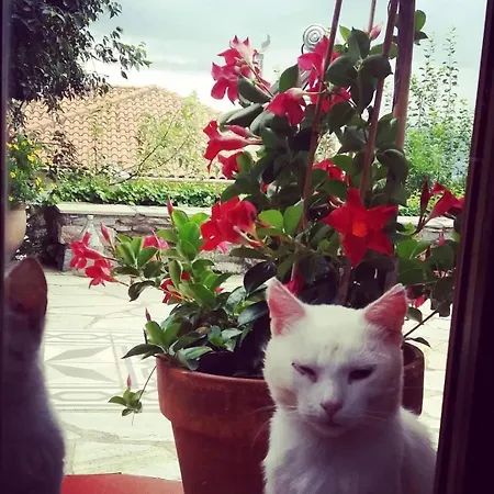 Lägenhet New Apartment, Amazing View Near Pelion Alli Meria