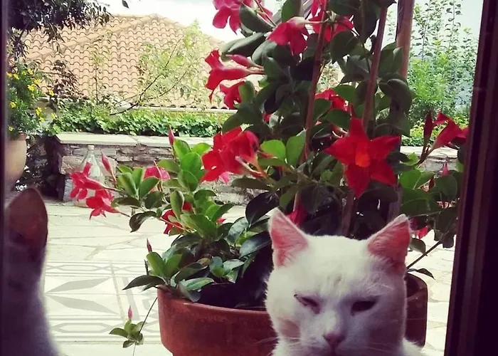 Lägenhet New Apartment, Amazing View Near Pelion Alli Meria